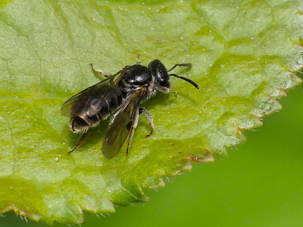 Lasioglossum Curtis, 1833