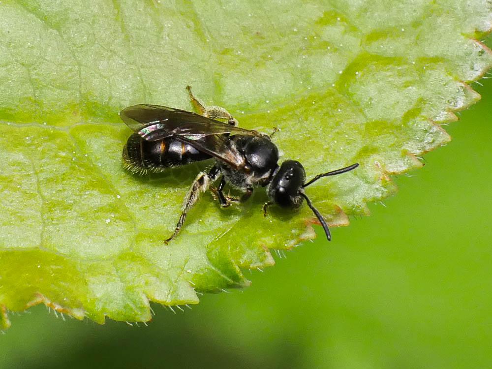 Lasioglossum Curtis, 1833