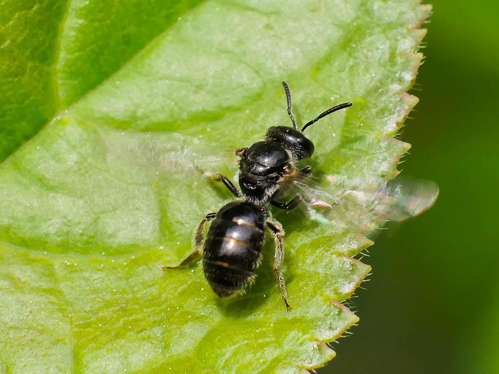  Lasioglossum Curtis, 1833