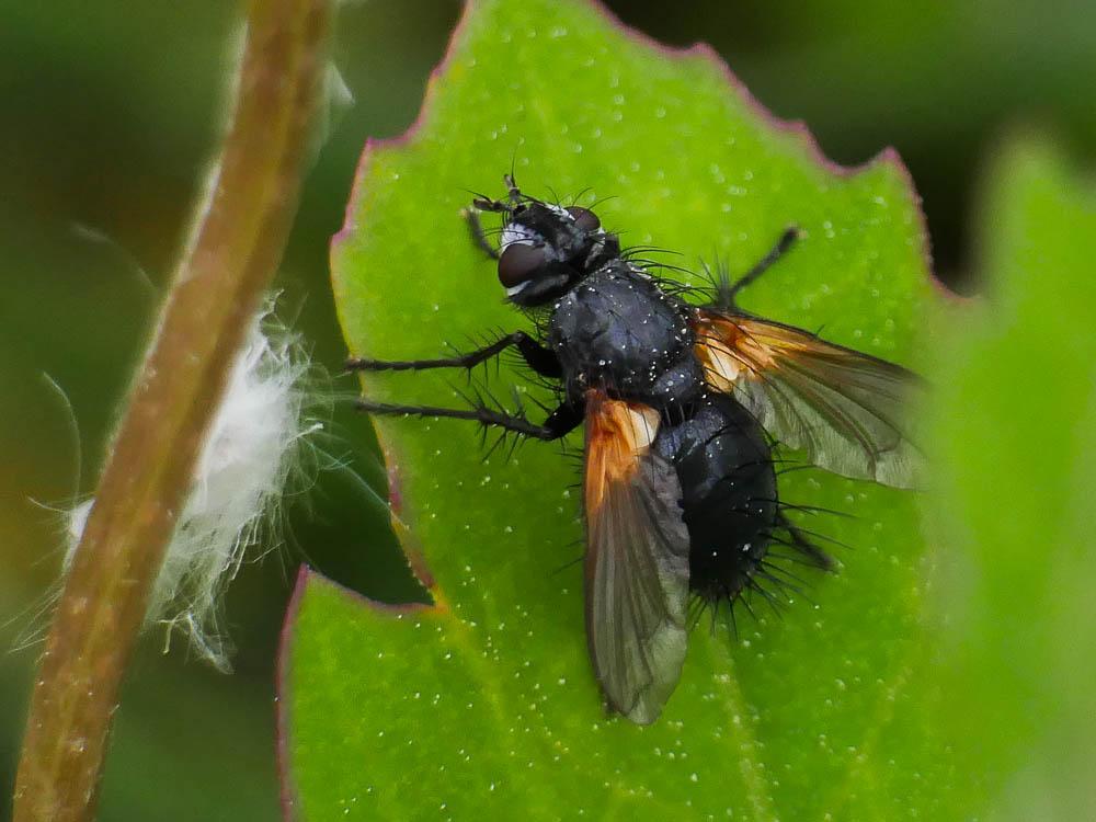 Zophomyia temula (Scopoli, 1763)