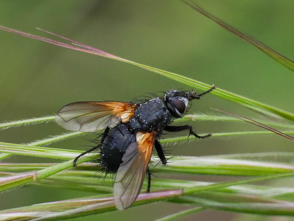 Zophomyia temula (Scopoli, 1763)