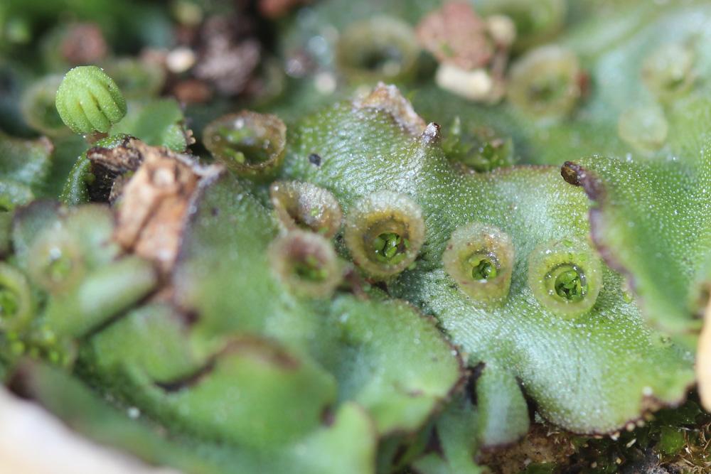 Marchantia polymorpha L., 1753