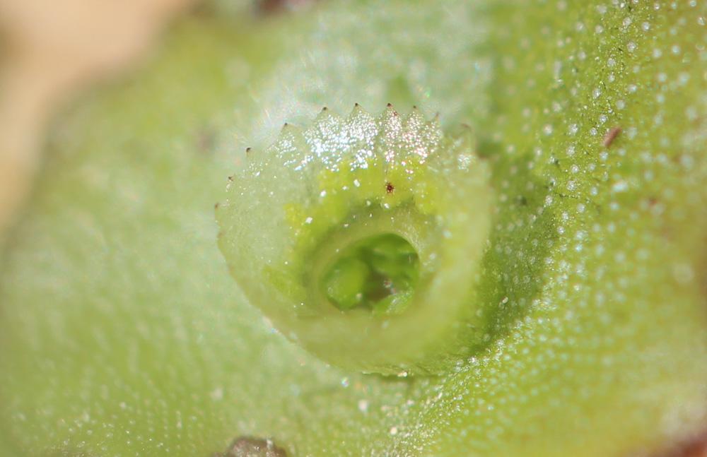 Marchantia polymorpha L., 1753