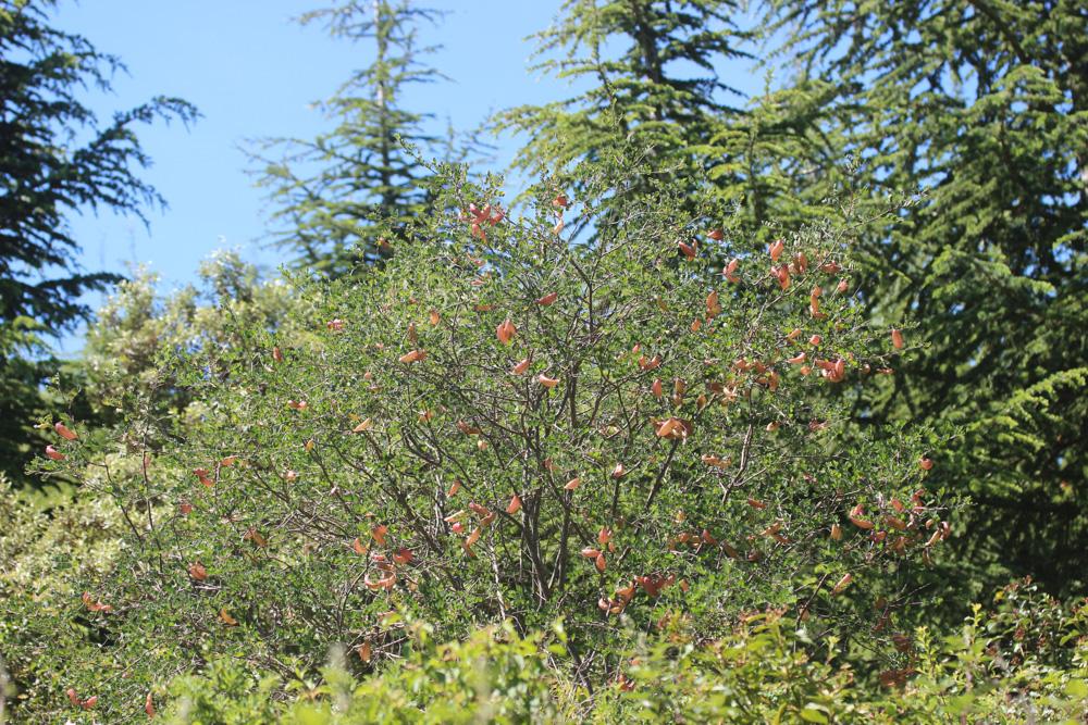 Baguenaudier, Arbre à vessies Colutea arborescens L., 1753