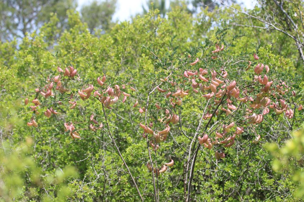 Baguenaudier, Arbre à vessies Colutea arborescens L., 1753