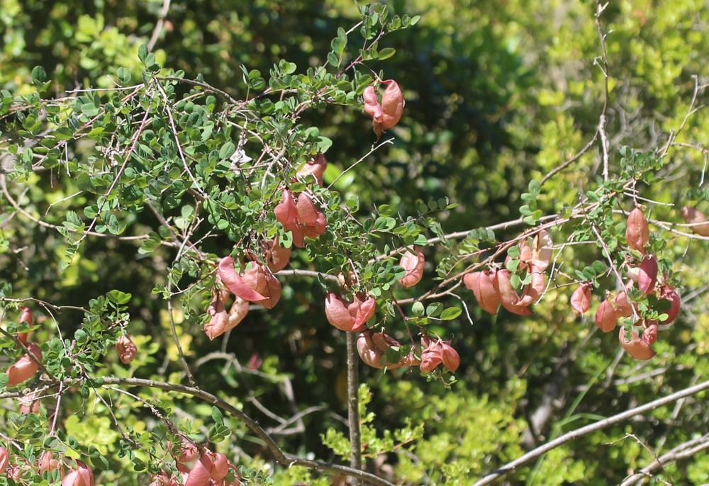 Baguenaudier, Arbre à vessies Colutea arborescens L., 1753