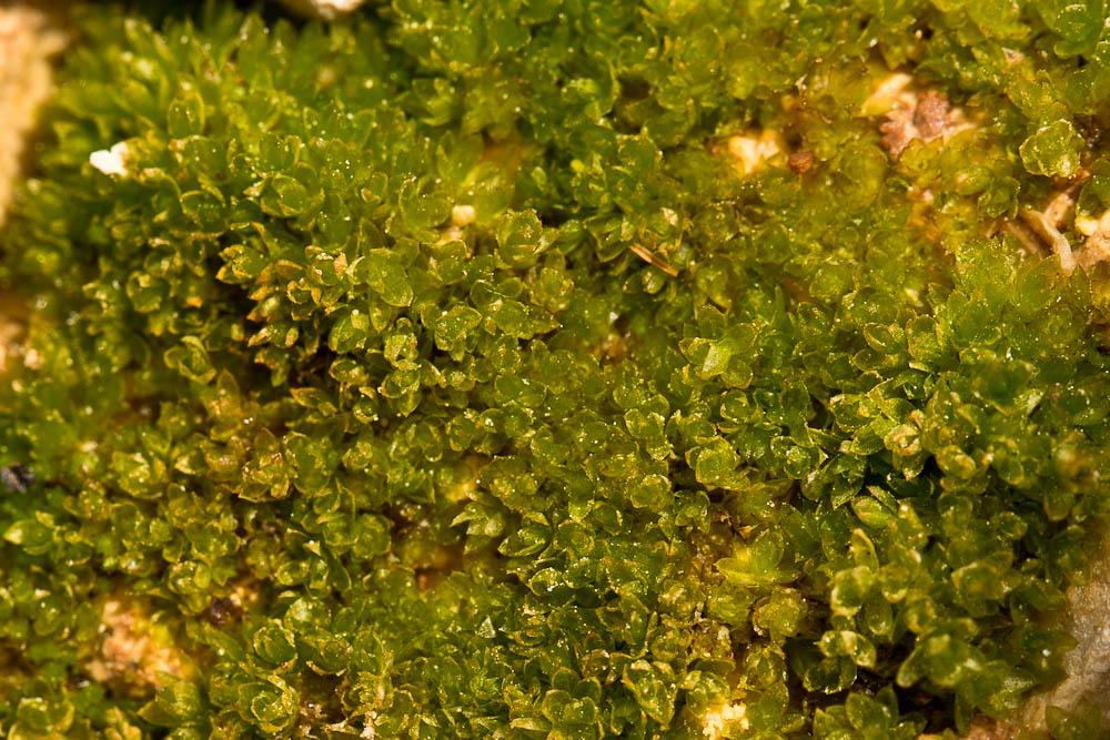 Funaria hygrometrica Hedw., 1801