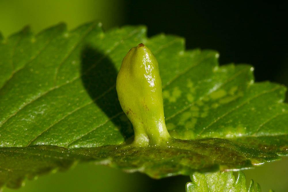  Tetraneura ulmi (Linnaeus, 1758)