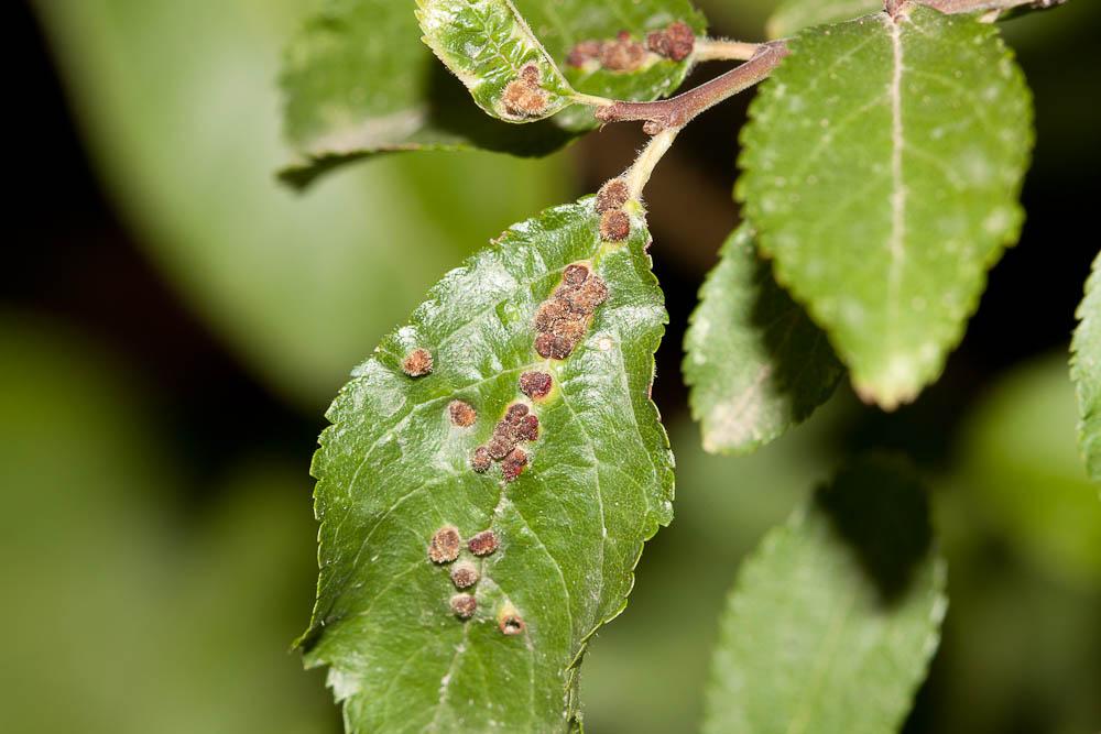 Le  sp. Eriophyes Siebold, 1851 sp.