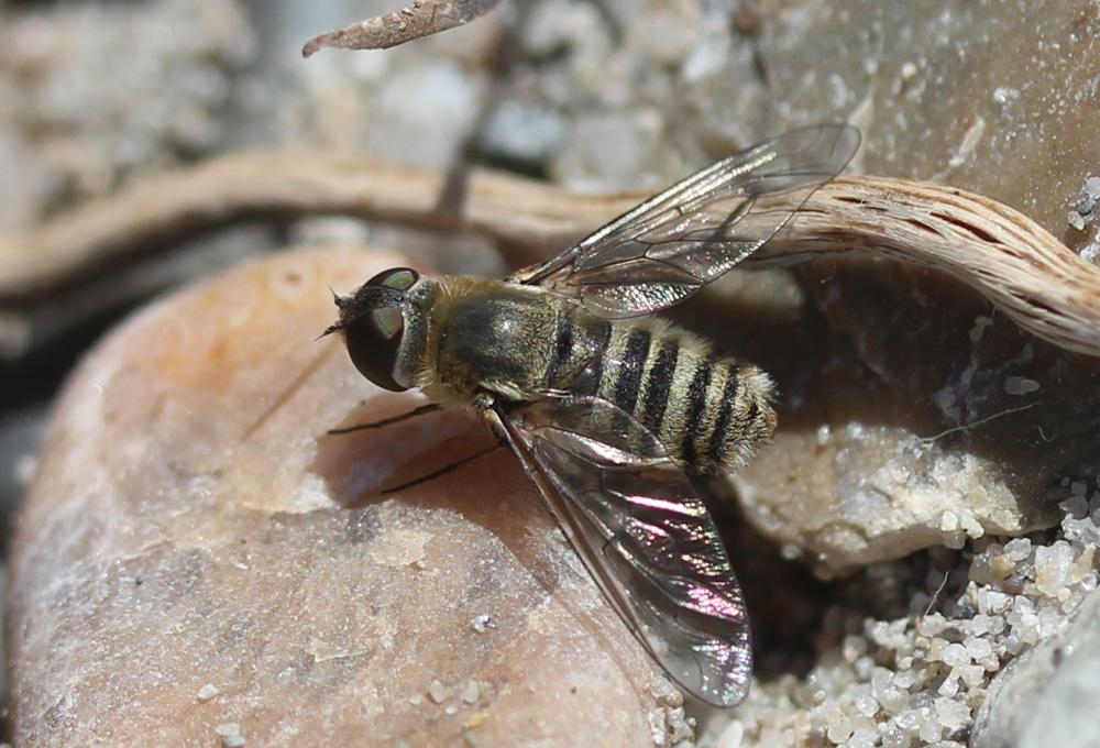  Exhyalanthrax muscarius (Pallas, 1818)