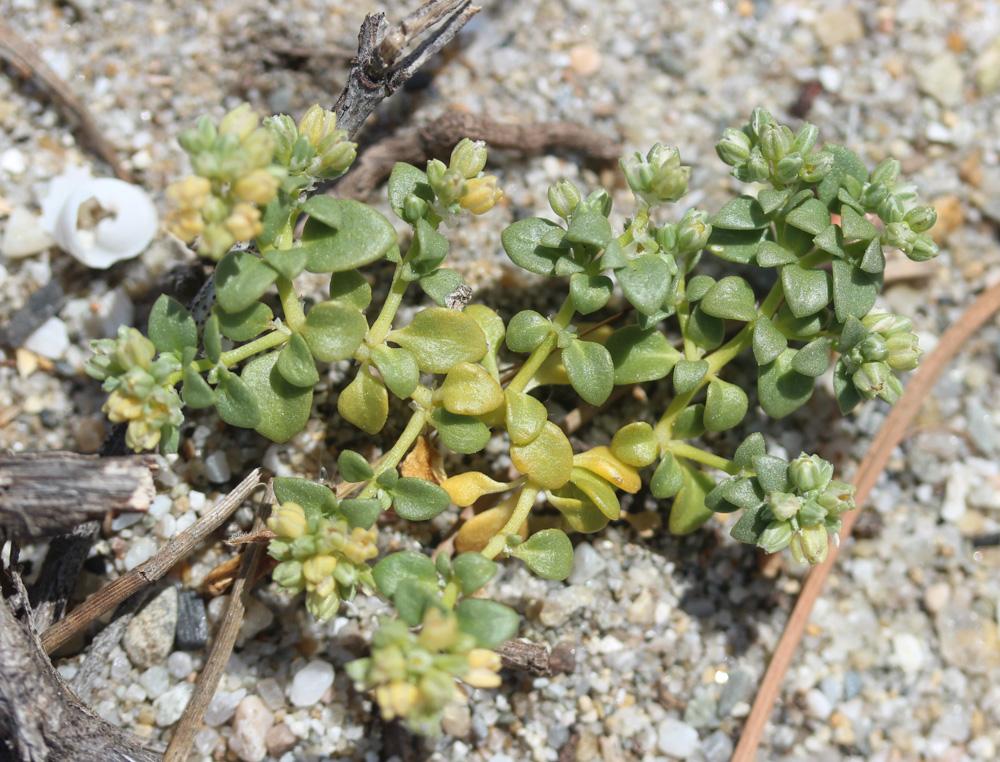 Polycarpon à feuilles de sabline Polycarpon tetraphyllum subsp. alsinifolium (Biv.) Ball, 1877