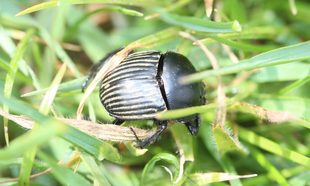 Scarabaeus laticollis Linnaeus, 1767