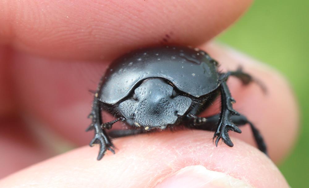  Scarabaeus laticollis Linnaeus, 1767