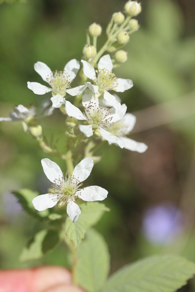 Ronce blanchâtre Rubus canescens DC., 1813