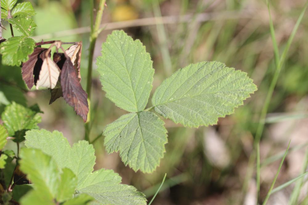 Ronce blanchâtre Rubus canescens DC., 1813