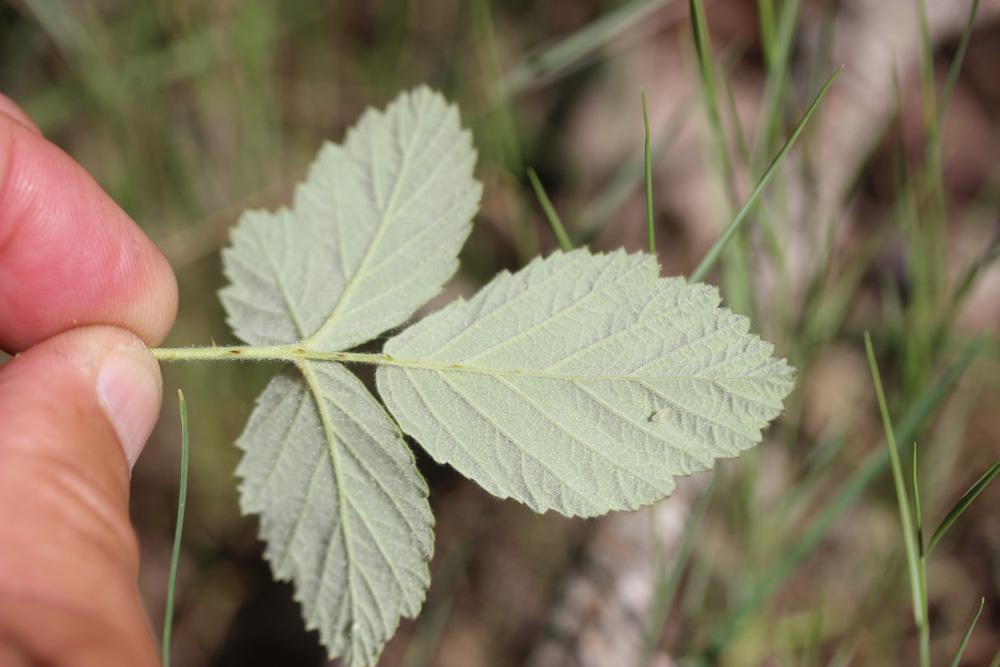 Ronce blanchâtre Rubus canescens DC., 1813