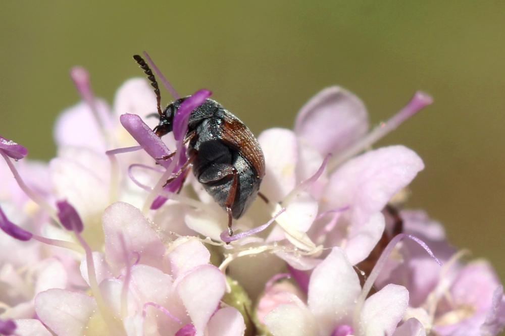 Bruchidius biguttatus (Olivier, 1795)