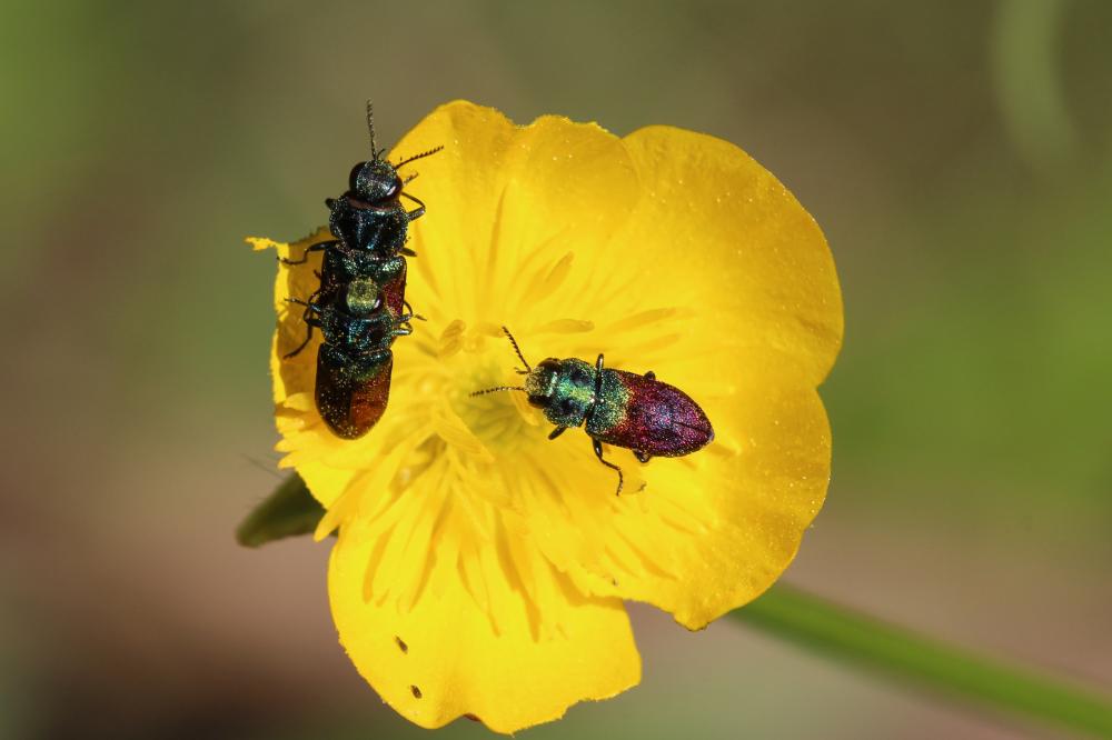 Anthaxie du Saule Anthaxia salicis (Fabricius, 1777)