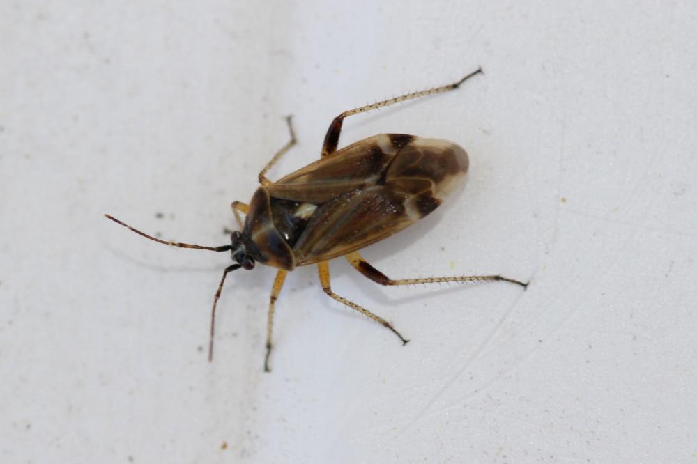 Harpocera thoracica (Fallén, 1807)