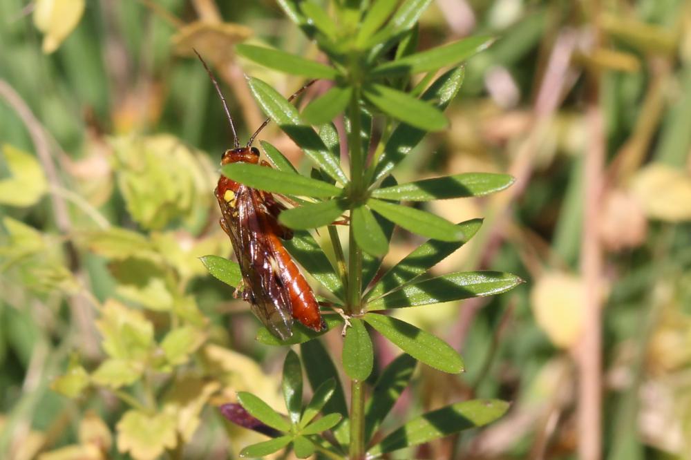 Mouche-à-scie perlée, Mouche-à-scie fauve à point  Tenthredopsis nassata (Linnaeus, 1767)
