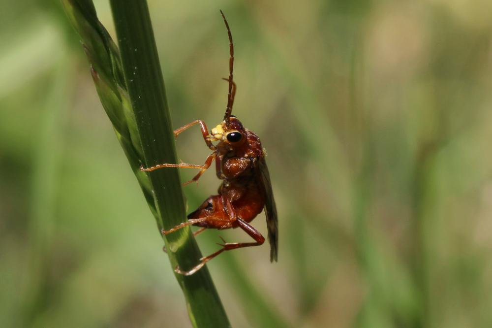 Mouche-à-scie perlée, Mouche-à-scie fauve à point  Tenthredopsis nassata (Linnaeus, 1767)
