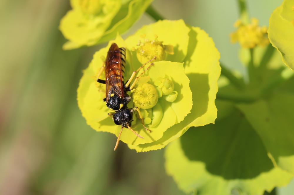 Cephaledo meridiana (Audinet-Serville, 1823)