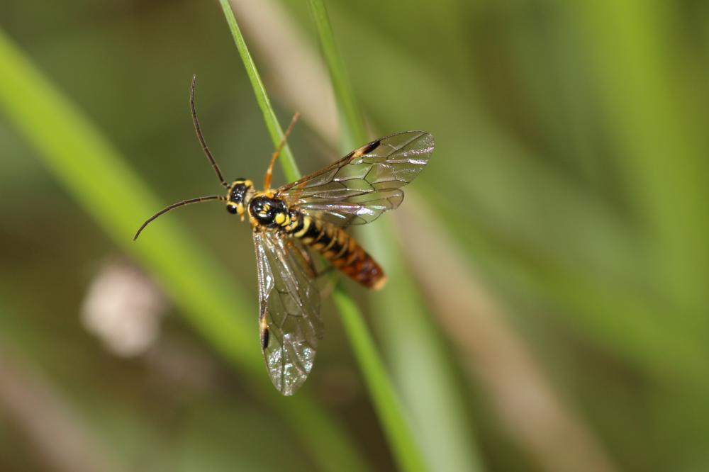 Tenthredopsis A. Costa, 1859