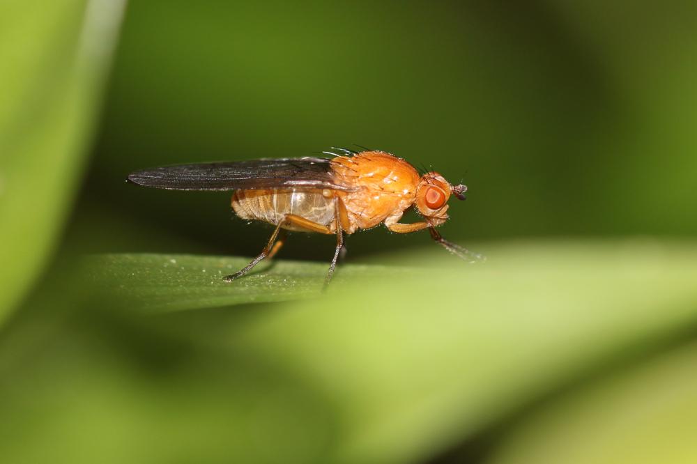 Dryomyza flaveola (Fabricius, 1794)