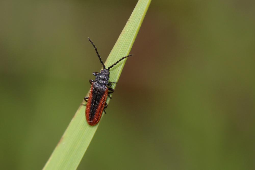 Omalisus fontisbellaquei Geoffroy, 1785