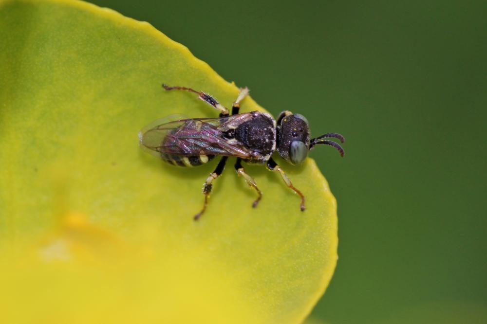 Oxybelus Latreille, 1796
