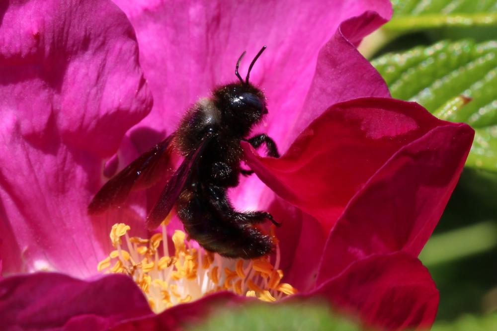 Xylocope irisé Xylocopa iris (Christ, 1791)