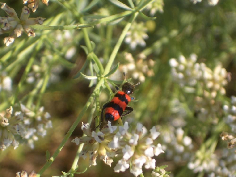 Clairon des abeilles Trichodes apiarius (Linnaeus, 1758)