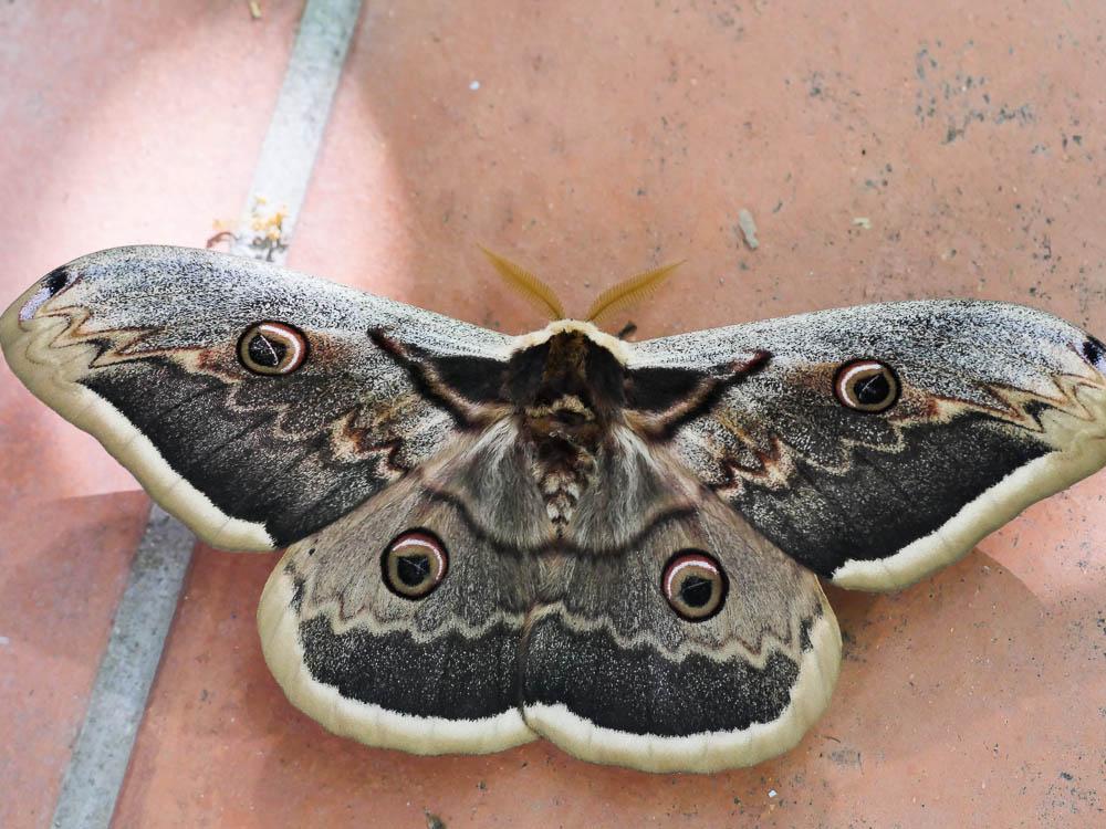 Grand Paon de nuit Saturnia pyri (Denis & Schiffermüller, 1775)