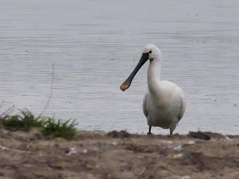 Spatule blanche Platalea leucorodia Linnaeus, 1758