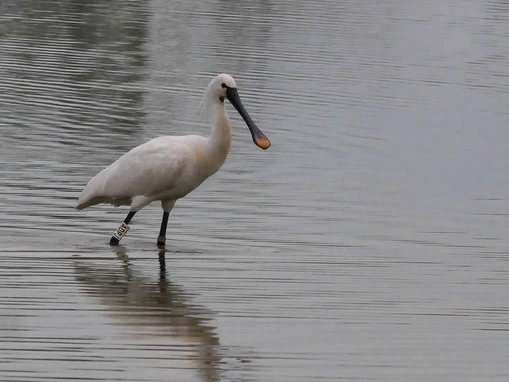 Spatule blanche Platalea leucorodia Linnaeus, 1758