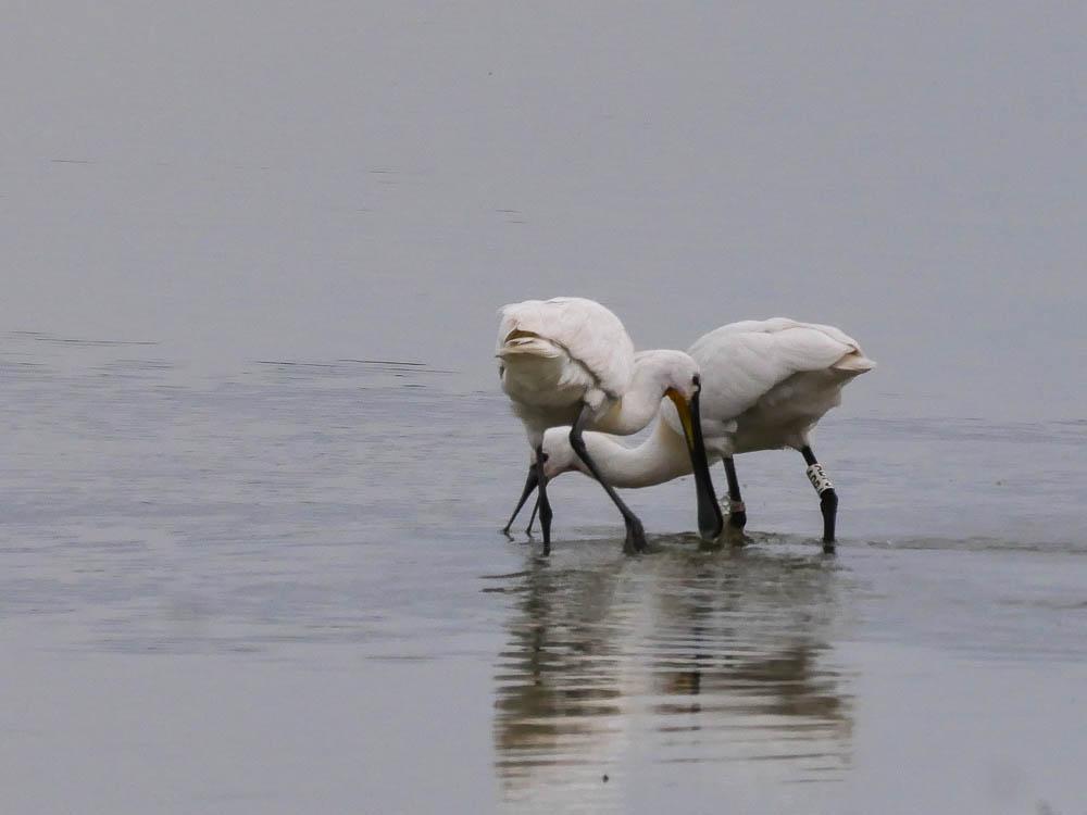 Spatule blanche Platalea leucorodia Linnaeus, 1758