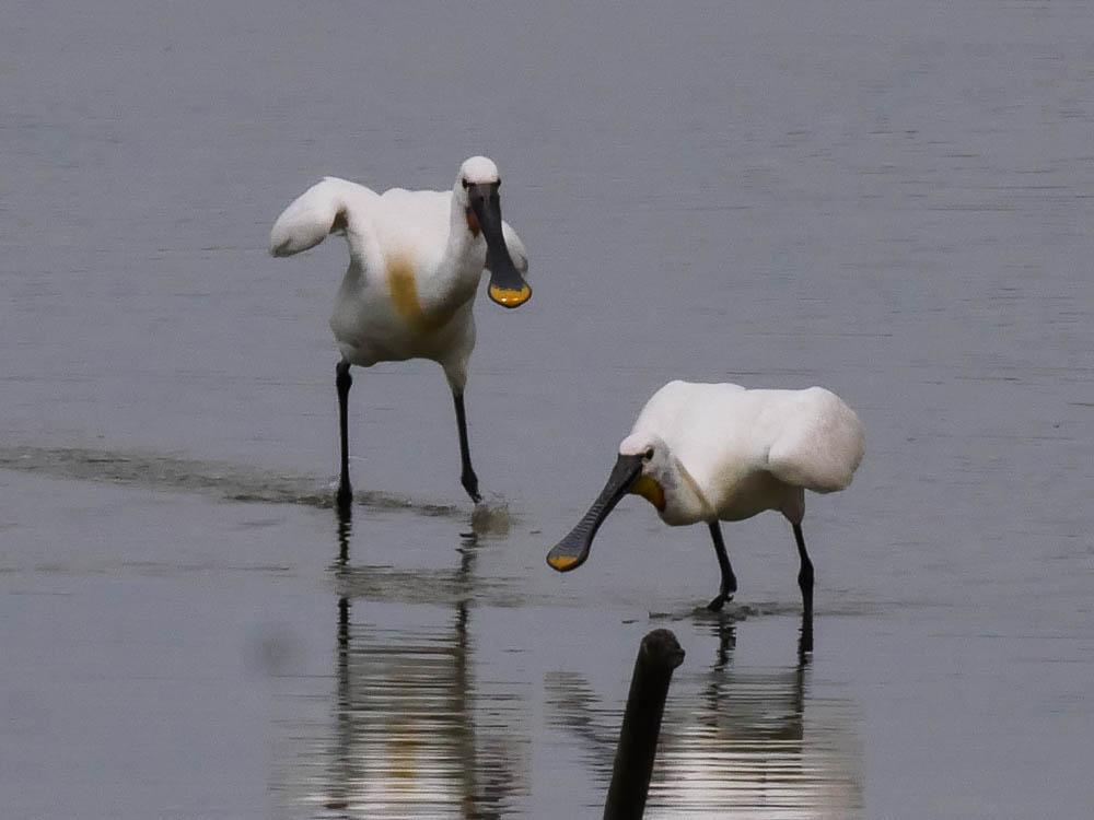 Spatule blanche Platalea leucorodia Linnaeus, 1758