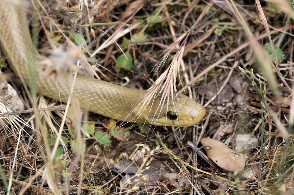 Couleuvre d'Esculape Zamenis longissimus (Laurenti, 1768)