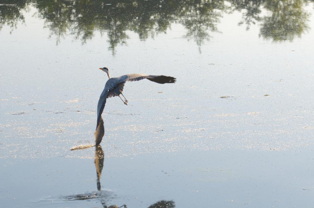 Héron cendré Ardea cinerea Linnaeus, 1758