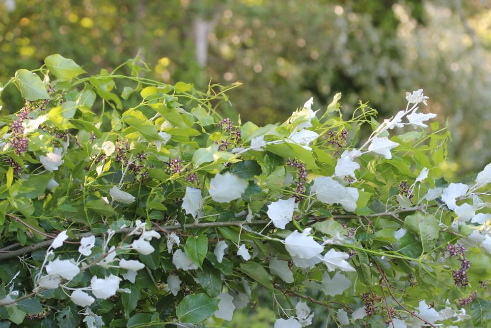 Le Bourreau-des-arbres Periploca graeca L., 1753