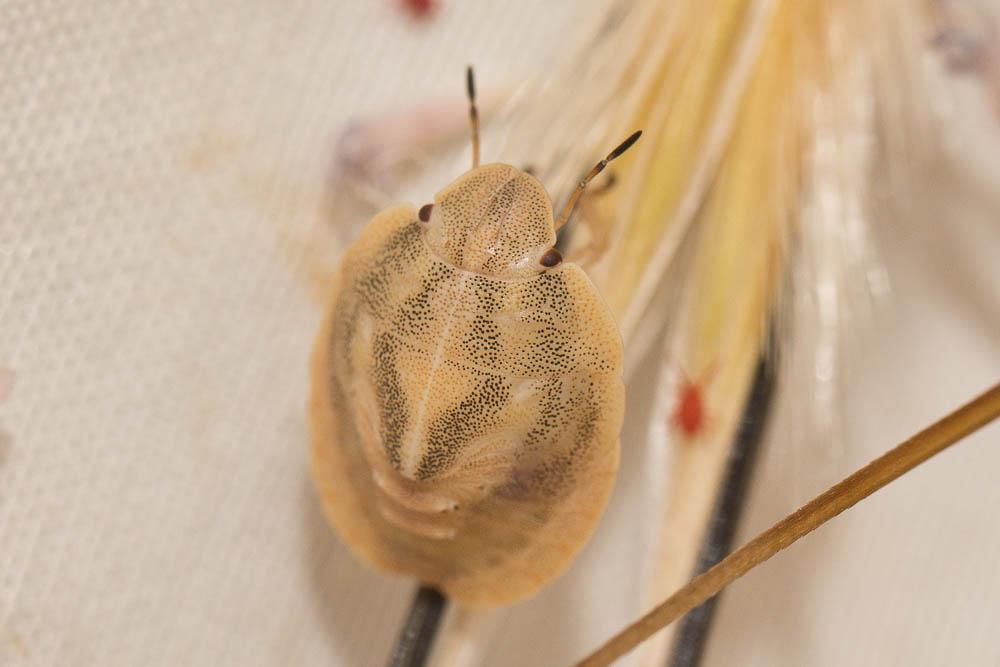 Eurygaster austriaca (Schrank, 1776)