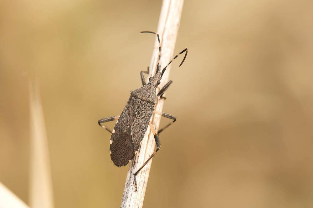 Dicranocephalus agilis (Scopoli, 1763)