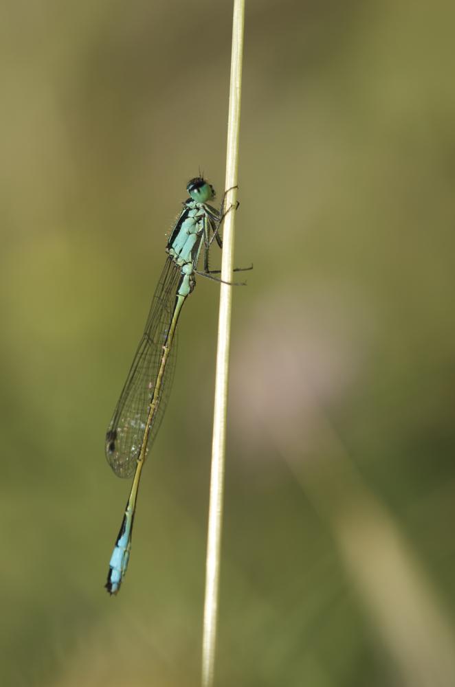 Agrion élégant Ischnura elegans (Vander Linden, 1820)