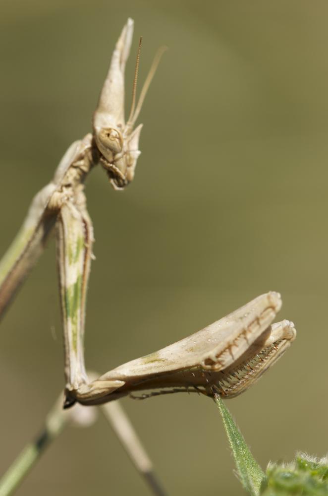 Empuse commune, Diablotin Empusa pennata (Thunberg, 1815)