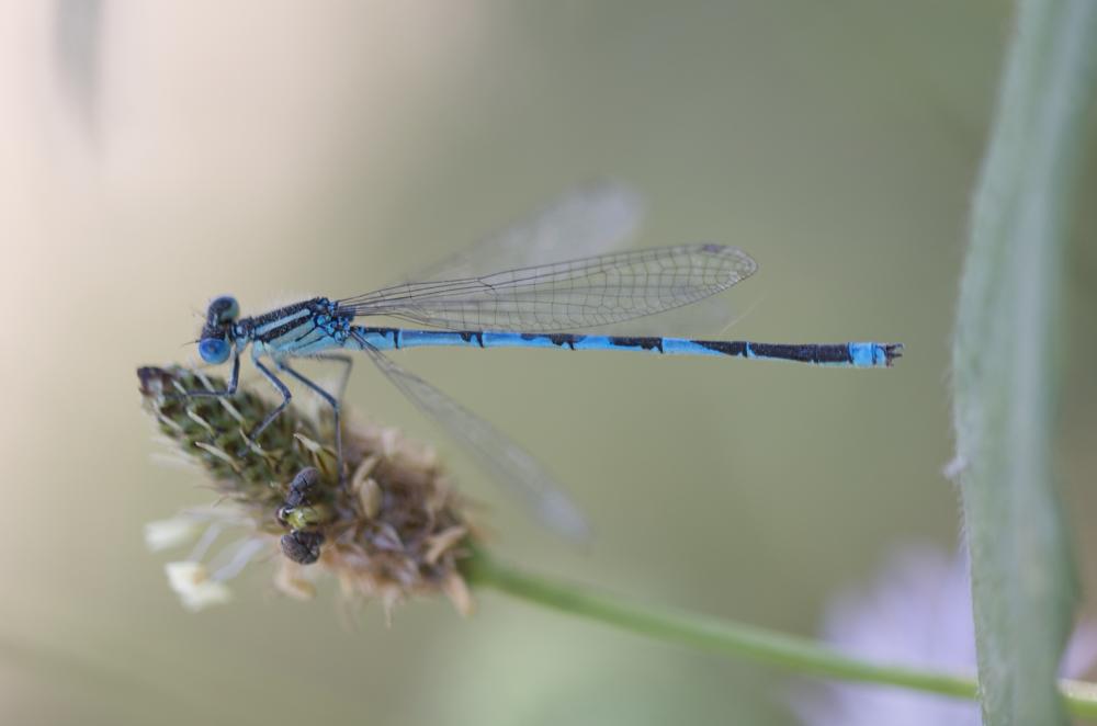 Agrion de Vander Linden, Naïade de Vander Linden Erythromma lindenii (Selys, 1840)