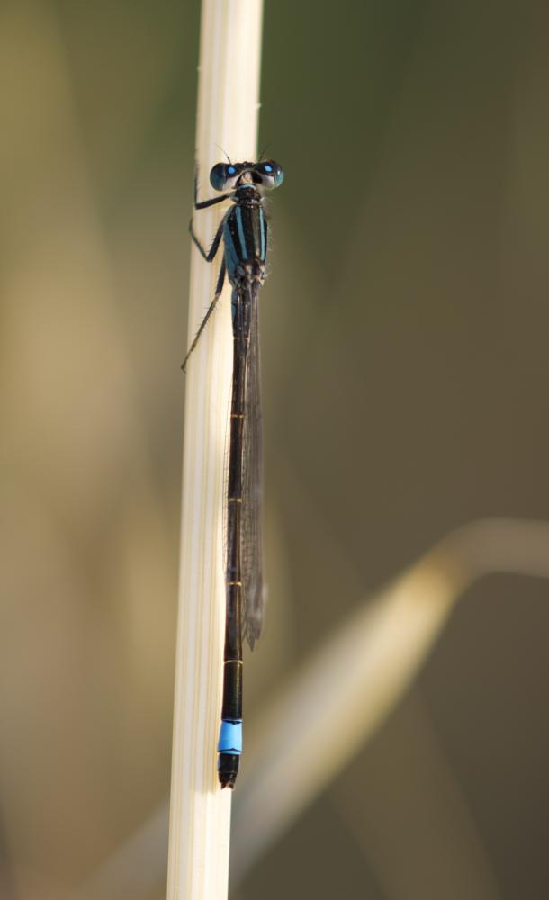 Agrion élégant Ischnura elegans (Vander Linden, 1820)