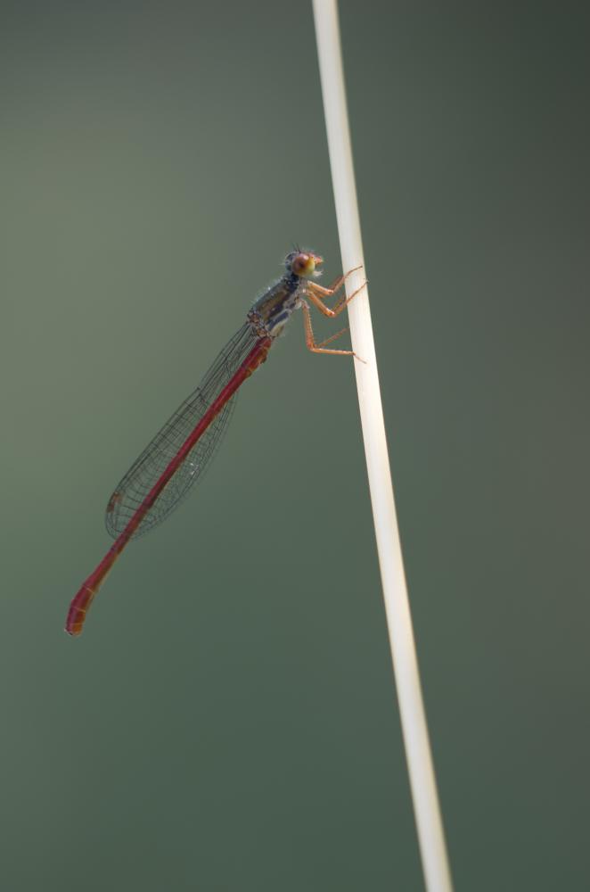 Agrion délicat Ceriagrion tenellum (Villers, 1789)