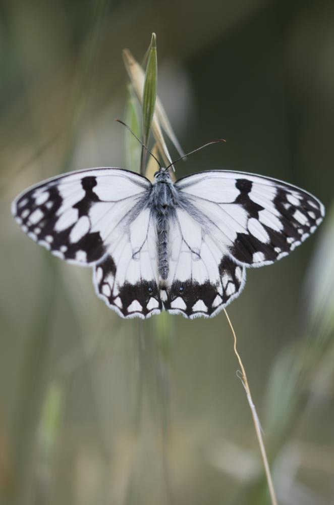 Echiquier ibérique (L'), Échiquier d'Ibérie (L') Melanargia lachesis (Hübner, 1790)