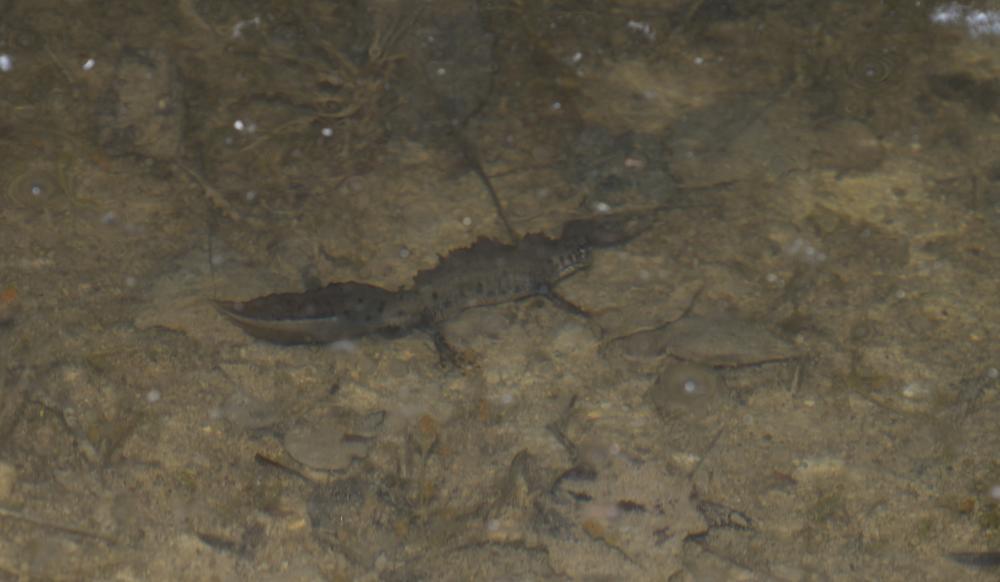 Triton crêté Triturus cristatus (Laurenti, 1768)