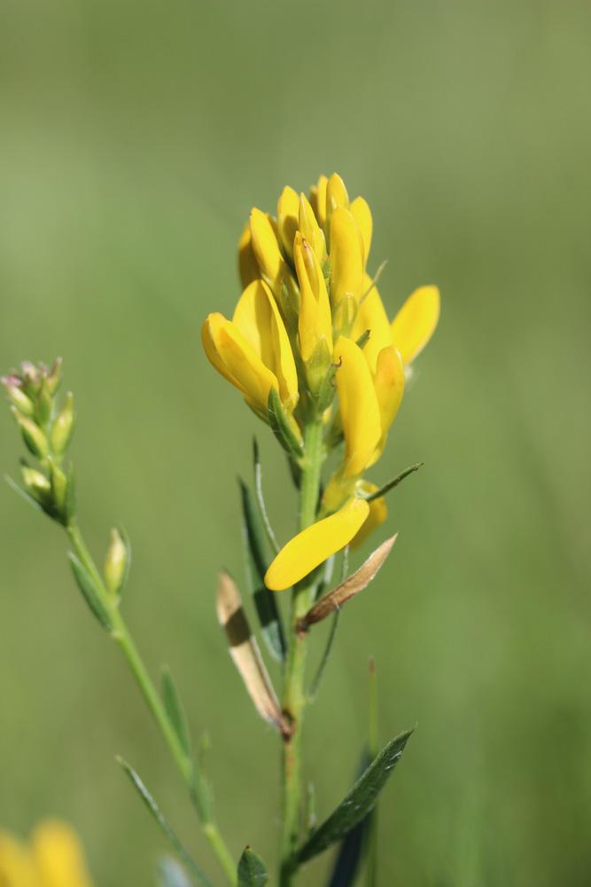 Genêt des teinturiers, Petit Genêt Genista tinctoria L., 1753